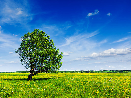 포토 JPG 해외이미지 나무 식물 1 꽃 컨셉 밭 자연 하늘 풍경 사람없음 야외 초록색 여름 햇빛 태양 평화 맑음 침묵 고요 봄 활발 시골 신선 숲 싱글 해외202004 해외포토 자연요소 계절 컬러 농업 날씨 소리 생태계 파일형식 이미지허브