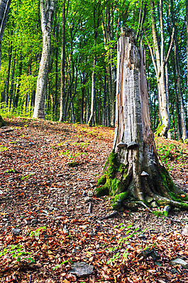 포토 JPG 해외이미지 나무 계절 공원 길 백그라운드 단풍 잎 오렌지 자연 산 풍경 사람없음 야외 목재 가로 빛 태양 노란색 평화 환경 침묵 가을 나뭇가지 시골 황금 숲 오솔길 11월 장면 10월 내추럴 생태학 해외202004 해외포토 자연요소 식물 공공시설 교육 컬러 컨셉 과일 재료 소리 날짜 생태계 파일형식 이미지허브