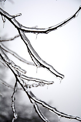 포토 JPG 해외이미지 나무 계절 겨울 자연 사람없음 냉동 얼음 추위 흰색 나뭇가지 북극 서리 온도 해외202004 해외포토 자연요소 식물 컬러 극지방 생태계 파일형식 이미지허브