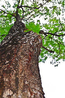 포토 JPG 해외이미지 모양 나무 식물 공원 줄기 낙엽 자연 날씨 추상 건조 골격 서기 사람없음 야외 목재 세로 갈색 노란색 환경 맑음 손상 슬픔 가을 나뭇가지 죽음 막대기 황무지 좌절 고독 숲 큼 무서움 나무껍질 가뭄 내추럴 나쁜 벌거벗은 수목 썩음 옛날 해외202004 해외포토 계절 공공시설 감정 컬러 컨셉 잎 무늬 재료 모션 껍질 크기 생태계 파일형식 이미지허브