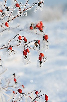 포토 JPG 해외이미지 식물 계절 열매 백그라운드 잎 겨울 과일 자연 추상 건강 사람없음 야외 목재 빨간색 장미 냉동 추위 가을 흰색 나뭇가지 신선 묘사 유기농 서리 내추럴 숙성 눈내림 해외202004 해외포토 나무 웰빙 꽃 컬러 무늬 재료 눈_날씨 생태계 파일형식 이미지허브