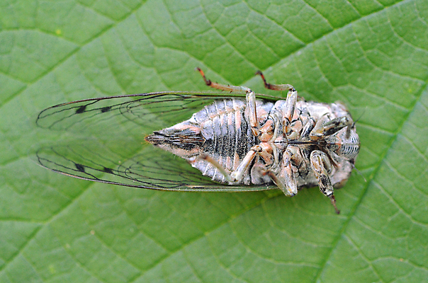 포토 JPG 해외이미지 곤충 날개 사람없음 초록색 갈색 머리 벌레 묘사 기어가기 해외202004 해외포토 동물 컬러 모션 신체부위 파일형식 이미지허브
