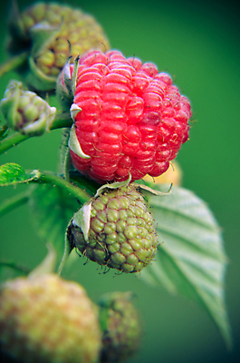 포토 JPG 해외이미지 식물 계절 열매 음식 분홍색 잎 농업 다이어트 과일 자연 매달리기 건강 요리 사람없음 빨간색 초록색 여름 농장 정원 식사 활발 수확 성장 나뭇가지 신선 그룹 달콤 다발 유기농 원예 날것 산딸기 흙더미 내추럴 고립 바이오 밭일 숙성 채식주의자 디테일 비건 해외202004 해외포토 나무 웰빙 산업 컬러 컨셉 모션 취미 흙 맛 생태계 채식 파일형식 더미 이미지허브