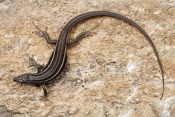 포토 JPG 해외이미지 동물 척추동물 유럽 야생동물 파충류 자연 조류 저울 종류 개구리 양서류 이끼 사람없음 갈색 검은색 스페인 눈금 생물학 꼬리 오르기 도마뱀 내추럴 동물상 해외202004 해외포토 교육 나라 컬러 모션 조형물 생태계 파일형식 이미지허브