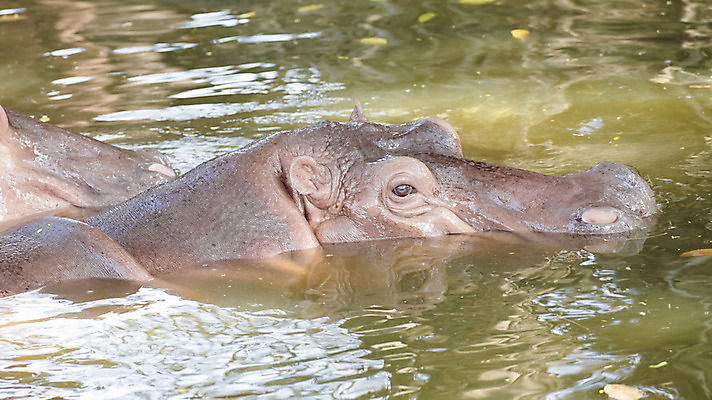 포토 JPG 해외이미지 동물 척추동물 야생동물 백그라운드 포유류 생물 종류 사람없음 갈색 회색 흰색 오픈 입 위험 큼 혀 비만 사파리 하마 해외202004 해외포토 컬러 컨셉 신체부위 크기 몸매 파일형식 이미지허브