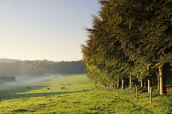 포토 JPG 해외이미지 나무 길 농업 자연 하늘 아침 풍경 사람없음 안개 소 재산 방목 언덕 네덜란드 보호구역 해외202004 해외포토 주간 식물 유럽 산업 포유류 날씨 금융 축산업 생태계 구역 파일형식 이미지허브