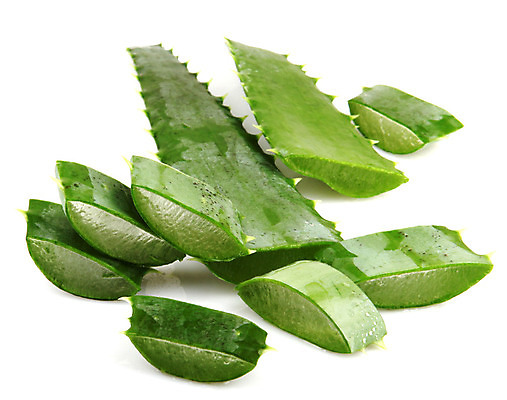 포토 JPG 해외이미지 식물 꽃 백그라운드 잎 자연 선인장 건강 사람없음 초록색 물 약 주스 활발 젖음 흰색 신선 가시 떨어짐 허브 고립 돌봄 알로에 해외202004 해외포토 자연요소 음료 컬러 컨셉 의학 모션 생태계 파일형식 이미지허브