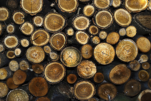 포토 JPG 해외이미지 나무 전통 산업 사람없음 목재 쌓기 에너지 화물 나뭇가지 숲 장작 자르기 질감 날것 통나무 나무껍질 난방 잡동사니 수목 전기톱 해외202004 해외포토 식물 재료 모션 운송업 껍질 톱 파일형식 이미지허브