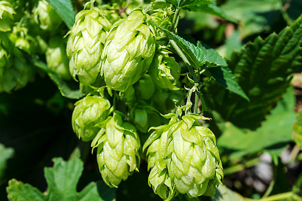 포토 JPG 해외이미지 주간 잎 사람없음 야외 아웃포커스 해외202004 홉 해외포토 자연요소 식물 촬영기법 파일형식 이미지허브