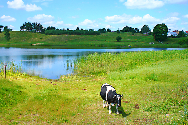 포토 JPG 해외이미지 동물 호수 농업 포유류 자연 풍경 사람없음 물 여름 농장 농경지 우유 시골 소 시골집 폴란드 밭일 해외202004 해외포토 자연요소 계절 유럽 산업 유제품 주택 생태계 파일형식 이미지허브