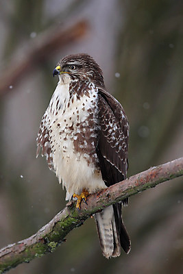 포토 JPG 해외이미지 동물 야생동물 겨울 자연 조류 앉기 사람없음 갈색 힘 흰색 나뭇가지 해외202004 해외포토 나무 계절 컬러 모션 생태계 파일형식 이미지허브