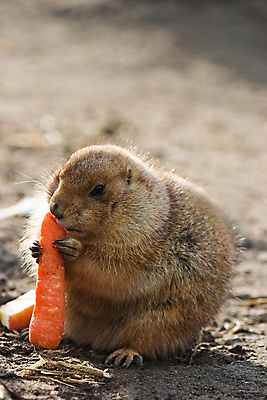 포토 JPG 해외이미지 한마리 야생동물 포유류 들기 사람없음 당근 먹기 프레리도그 해외202004 해외포토 동물 1 모션 뿌리채소 파일형식 이미지허브