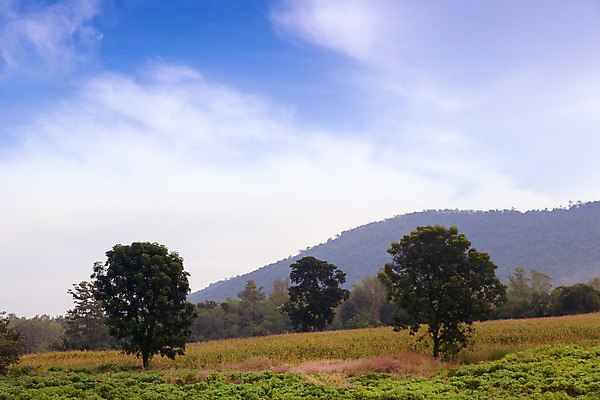 포토 JPG 해외이미지 나무 식물 구름 계절 공원 잎 밭 농업 자연 하늘 풍경 사람없음 야외 목재 여름 농작물 평화 봄 나뭇가지 시골 신선 고독 큼 심볼 장면 해외202004 해외포토 자연요소 공공시설 감정 산업 컨셉 재료 크기 생태계 파일형식 이미지허브