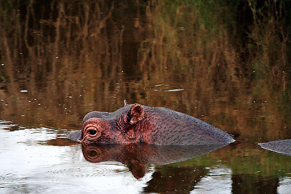 포토 JPG 해외이미지 동물 한마리 공원 얼굴 야생동물 포유류 가족 아프리카 자연 휴식 국립공원 사람없음 강 연못 보호 위험 큼 엉덩이 비만 자연백그라운드 진흙 하마 케냐 무거움 대가리 초식 해외202004 해외포토 1 공공시설 나라 백그라운드 컨셉 관계 신체부위 무게 크기 몸매 생태계 파일형식 이미지허브