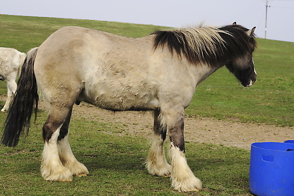 포토 JPG 해외이미지 동물 얼굴 야생동물 음식 밭 농업 포유류 자연 풍경 사람없음 야외 초록색 여름 반려동물 농장 갈색 머리 목장 흰색 시골 승마 먹이 갈기 조랑말 수유 해외202004 해외포토 계절 산업 스포츠 컬러 신체부위 말_동물 생태계 파일형식 이미지허브