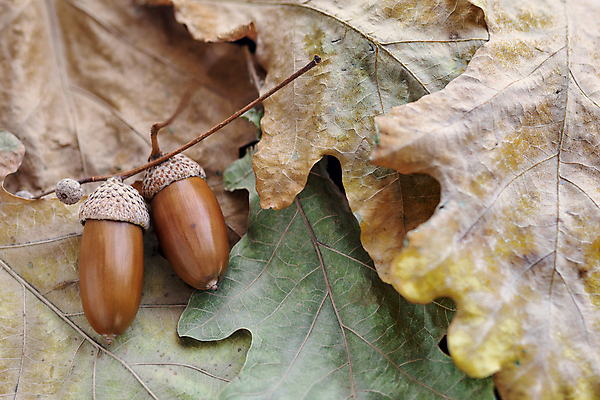 포토 JPG 해외이미지 나무 계절 잎 과일 자연 씨앗 사람없음 초록색 갈색 노란색 가을 나뭇가지 숲 도토리 내추럴 해외202004 해외포토 식물 컬러 견과류 생태계 파일형식 이미지허브