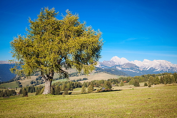 포토 JPG 해외이미지 산 풍경 사람없음 초록색 이탈리아 하이킹 가을 오두막 알프스 남쪽 외양간 파라다이스 해외202004 해외포토 계절 유럽 컬러 레저 방향 파일형식 이미지허브