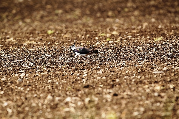 포토 JPG 해외이미지 조류 노르웨이 사람없음 검은색 흰색 해외202004 해외포토 동물 유럽 컬러 파일형식 이미지허브