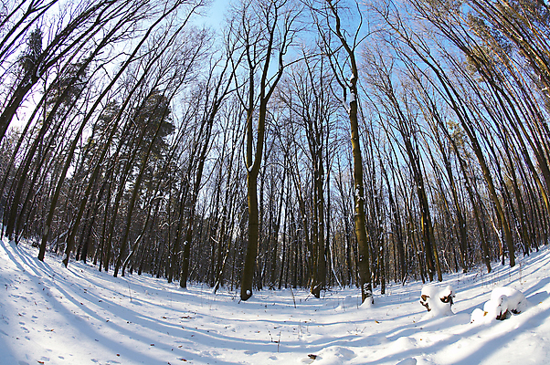 포토 JPG 해외이미지 나무 계절 겨울 자연 하늘 날씨 풍경 사람없음 파란색 숲 러시아 어안 우크라이나 해외202004 해외포토 식물 유럽 컬러 생태계 파일형식 이미지허브
