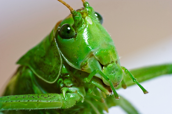 포토 JPG 해외이미지 식물 동물 응시 무기 얼굴 야생동물 곤충 잎 자연 요정 사람없음 옆모습 초록색 물 여름 갈색 머리 가을 흰색 기도 입 메뚜기 리빙 고립 혼자 해외202004 해외포토 자연요소 시선 계절 뷰포인트 컬러 신체부위 생태계 파일형식 이미지허브