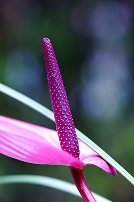 포토 JPG 해외이미지 식물 꽃잎 꽃 줄기 꽃다발 백그라운드 잎 꽃무늬 자연 손바닥 사람없음 빨간색 빛 컬러풀 정원 보라색 벚꽃 신선 개화 우아함 매끈함 꽃집 플라밍고 묘사 싱글 질감 광택 내추럴 이국적 파스텔톤 세련 해외202004 해외포토 손 컬러 컨셉 무늬 조류 상점 감각 생태계 파일형식 이미지허브