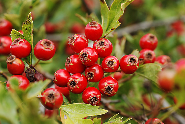 포토 JPG 해외이미지 계절 열매 음식 재료 자연 건강 사람없음 빨간색 햇빛 가을 가시 유기농 내추럴 생태학 채식주의자 해외202004 해외포토 식물 웰빙 교육 컬러 태양 생태계 채식 파일형식 이미지허브