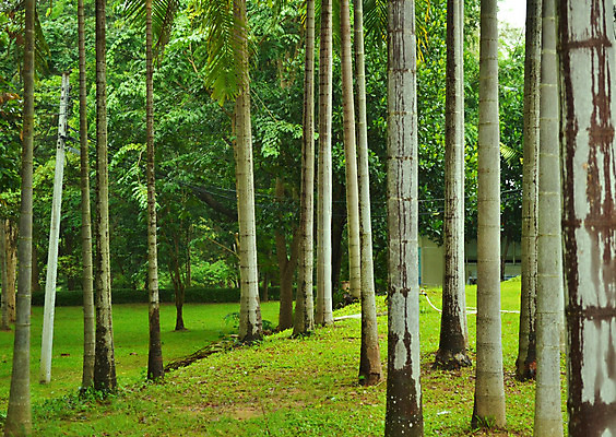 포토 JPG 해외이미지 나무 식물 계절 공원 음식 잎 농업 오렌지 과일 자연 손바닥 씨앗 사람없음 야외 빨간색 초록색 농장 정원 봄 견과류 신선 닫기 숲 다발 묘사 유기농 나무껍질 내추럴 숙성 해외202004 해외포토 손 웰빙 공공시설 산업 컬러 모션 껍질 생태계 파일형식 이미지허브