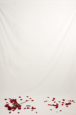 포토 JPG 해외이미지 꽃잎 꽃 백그라운드 사람없음 빨간색 장미 흰색 해외202004 해외포토 식물 컬러 파일형식 이미지허브