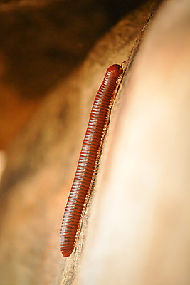 포토 JPG 해외이미지 동물 야생동물 곤충 절지류 발 자연 생물 안테나 나선형 사람없음 컬러풀 갈색 노란색 환경 줄무늬 흰색 원형 벌레 벌 묘사 생태계 생물학 오르기 내추럴 동물상 생태학 해외202004 해외포토 도형 교육 컬러 무늬 통신 모션 신체부위 조형물 파일형식 이미지허브