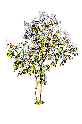 포토 JPG 해외이미지 나무 식물 1 계절 줄기 백그라운드 잎 자연 사람없음 야외 초록색 여름 환경 정원 성장 덮개 나뭇가지 고독 숲 큼 싱글 내추럴 고립 생태학 엘리먼트 옛날 해외202004 해외포토 교육 감정 컬러 뚜껑 크기 생태계 파일형식 이미지허브