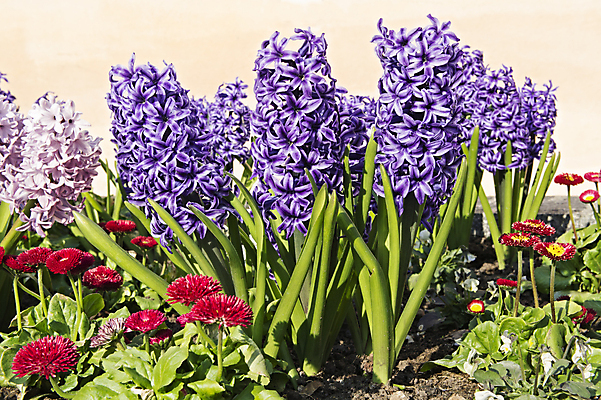 포토 JPG 해외이미지 식물 자연 사람없음 파란색 정원 벚꽃 개화 원예 화단 히아신스 해외202004 해외포토 꽃 컬러 취미 생태계 파일형식 이미지허브