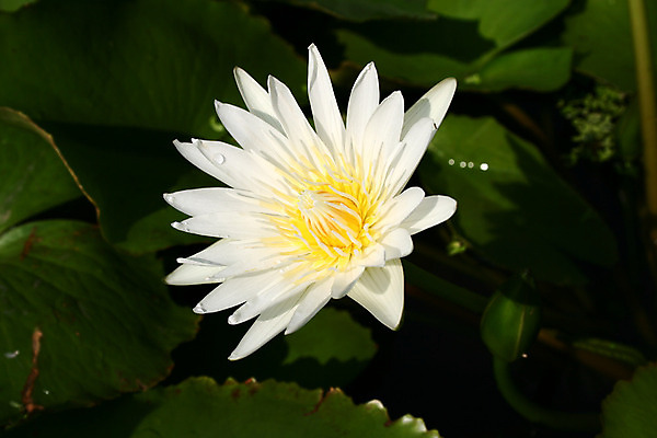 포토 JPG 해외이미지 식물 계절 꽃잎 꽃 호수 선 분홍색 백그라운드 잎 꽃무늬 패턴 자연 사람없음 야외 초록색 물 컬러풀 노란색 평화 환경 정원 검은색 침묵 젖음 벚꽃 흰색 연못 개화 우아함 닫기 떨어짐 묘사 명상 싱글 내추럴 이국적 해외202004 해외포토 자연요소 컬러 컨셉 무늬 모션 소리 생태계 파일형식 이미지허브