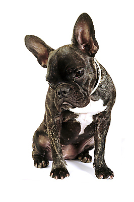 포토 JPG 해외이미지 동물 1 백그라운드 포유류 사람없음 반려동물 검은색 흰색 아기 개 강아지 작음 귀 슛 불독 송곳니 프랑스어 고립 기르기 유래 해외202004 해외포토 문자 컬러 사람 신체부위 치아 크기 돌봄 파일형식 이미지허브