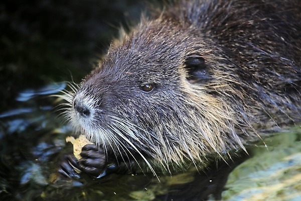 포토 JPG 해외이미지 동물 초식동물 주택 털 종류 앉기 사람없음 가로 물 갈색 환경 수영 황혼 원형 치아 쥐 설치류 큼 오두막 모피 자르기 먹기 다이빙 꼬리 남쪽 동물상 생태학 해외202004 해외포토 자연요소 도형 교육 컬러 모션 건물 조형물 일몰 수상스포츠 소화기관 크기 방향 수중스포츠 파일형식 이미지허브