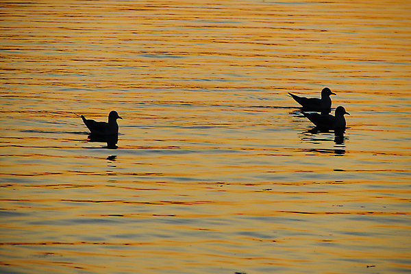 포토 JPG 해외이미지 동물 실루엣 바다 여행 요트 오렌지 갈매기 조류 하늘 휴가 휴식 항해 3 풍경 사람없음 빨간색 물 여름 파란색 빛 컬러풀 햇빛 태양 반사 노란색 일출 맑음 검은색 어둠 일몰 활발 만 황금 떨어짐 저녁 크루즈 해외202004 해외포토 자연요소 계절 컬러 컨셉 배_교통 과일 날씨 촬영기법 노을 야간 파일형식 이미지허브