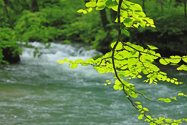 포토 JPG 해외이미지 나무 자연 사람없음 초록색 물 햇빛 일본 힘 폭포 광선 해외202004 해외포토 자연요소 식물 아시아 컬러 태양 생태계 파일형식 이미지허브