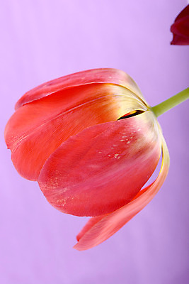 포토 JPG 해외이미지 식물 1 계절 꽃잎 꽃 분홍색 꽃다발 백그라운드 잎 꽃무늬 자연 부활절 발렌타인데이 선물 사랑 사람없음 빨간색 초록색 여름 컬러풀 노란색 우주 정원 봄 활발 튤립 성장 벚꽃 흰색 신선 개화 떨어짐 다발 배열 꽃집 싱글 원예 내추럴 고립 해외202004 해외포토 기념일 감정 컬러 컨셉 무늬 데이이벤트 취미 상점 생태계 파일형식 이미지허브