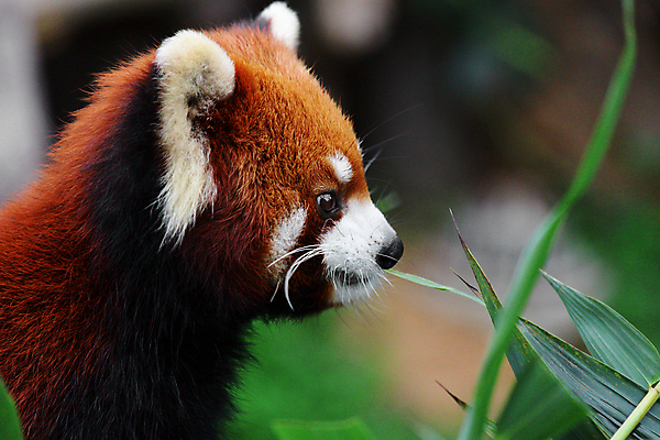 포토 JPG 해외이미지 주간 한마리 잎 사람없음 야외 아웃포커스 귀여움 레서판다 해외202004 해외포토 자연요소 식물 1 컨셉 포유류 촬영기법 파일형식 이미지허브