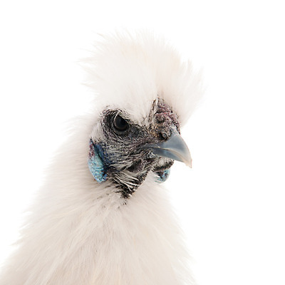 포토 JPG 해외이미지 동물 백그라운드 사람없음 농장 머리 치킨 흰색 실크 고립 해외202004 해외포토 컬러 농업 신체부위 직물 닭고기요리 파일형식 이미지허브