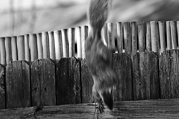포토 JPG 해외이미지 동물 모션 흑백 사람없음 목재 울타리 달리기 설치류 속도 다람쥐 잡동사니 재촉 해외202004 해외포토 나무 컨셉 재료 촬영기법 담장 파일형식 이미지허브