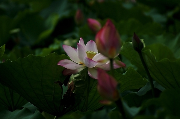 포토 JPG 해외이미지 연꽃 사람없음 해외202004 해외포토 꽃 파일형식 이미지허브