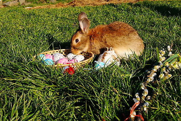 포토 JPG 해외이미지 동물 전통 계절 어린이 컨셉 자연 휴가 부활절 사람없음 초록색 컬러풀 계란 축제 봄 축하 토끼 4월 사냥 내추럴 해외202004 해외포토 기념일 컬러 포유류 사람 반려동물 알 날짜 생태계 파일형식 이미지허브