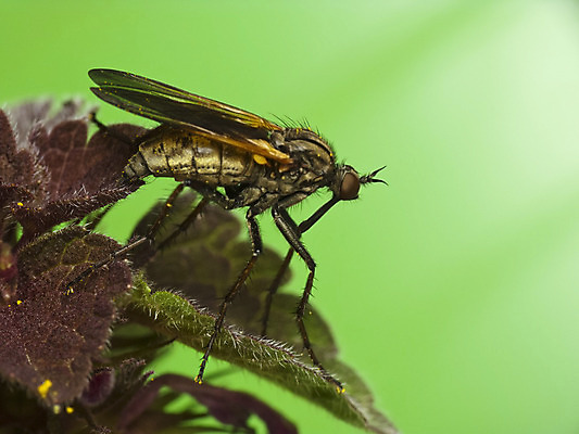 포토 JPG 해외이미지 야생동물 곤충 백그라운드 잎 신체 날개 자연 생물 사람없음 초록색 갈색 머리 환경 회색 잡기 닫기 벌레 작음 먹이 모피 묘사 사냥 육식동물 내추럴 해외202004 해외포토 식물 동물 컬러 모션 신체부위 크기 생태계 파일형식 이미지허브