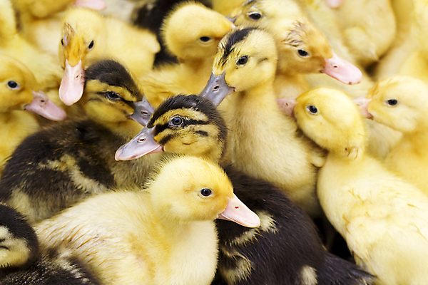 포토 JPG 해외이미지 동물 새끼 조류 오리 사람없음 농장 노란색 가축 깃털 부리 부드러움 솜털 물새 청둥오리 오리새끼 해외202004 해외포토 컬러 농업 감각 파일형식 이미지허브