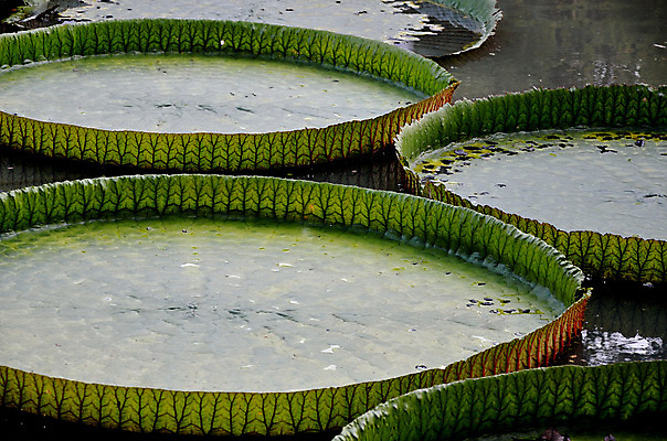 포토 JPG 해외이미지 식물 접시 계절 꽃잎 꽃 호수 선 백그라운드 잎 꽃무늬 패턴 자연 표면 사람없음 야외 초록색 물 환경 정원 젖음 벚꽃 연못 신선 원형 개화 떨어짐 백합 큼 묘사 명상 파운드 내추럴 이국적 해외202004 해외포토 자연요소 도형 식기 컬러 컨셉 돈 무늬 크기 생태계 파일형식 이미지허브