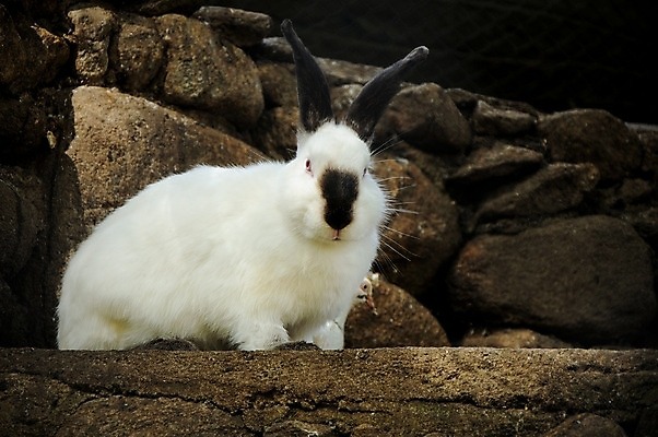 포토 JPG 해외이미지 동물 1 손 백그라운드 포유류 자연 사람없음 반려동물 농장 갈색 흰색 아기 토끼 유머 설치류 작음 귀 슛 솜털 난쟁이 고립 해외202004 해외포토 감정 컬러 농업 사람 신체부위 크기 생태계 파일형식 이미지허브