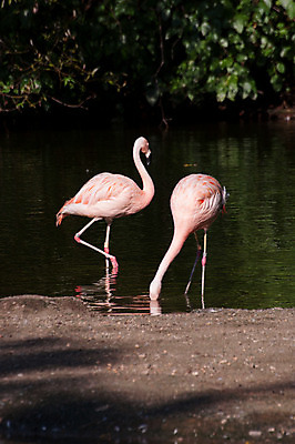 포토 JPG 해외이미지 동물 야생동물 조류 동물원 사람없음 플라밍고 깃털 해외202004 해외포토 파일형식 이미지허브