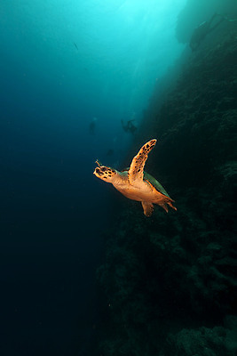 포토 JPG 해외이미지 식물 동물 모래 바다 백그라운드 자연 표면 어류 풍경 사람없음 물 파란색 컬러풀 햇빛 태양 바닷속 수중 광선 산호 거북이 잠수부 아래 다이빙 장면 암초 깊이 소금물 이국적 침몰 파라다이스 해외202004 해외포토 자연요소 컬러 파충류 수영 수중동물 자포동물 전문직 방향 생태계 위치 수중스포츠 파일형식 이미지허브