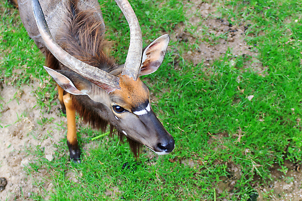 포토 JPG 해외이미지 주간 동물 공원 야생동물 모래 여행 아프리카 자연 휴식 뿔 사람없음 야외 물 여행객 자유 게임 황무지 숲 사파리 자연백그라운드 영양 갈기 내추럴 남아프리카 땅바닥 해외202004 해외포토 자연요소 공공시설 나라 백그라운드 컨셉 놀이 바닥 사람 생태계 파일형식 이미지허브