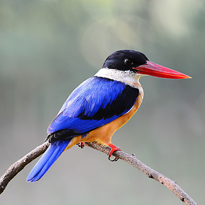 포토 JPG 해외이미지 동물 아시아 야생동물 자연 조류 사람없음 빨간색 파란색 컬러풀 검은색 깃털 부리 물총새 해외202004 해외포토 나라 컬러 생태계 파일형식 이미지허브